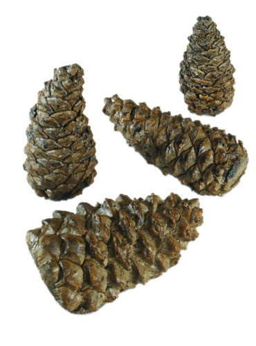 PCW-4_Wilderness Pine Cones
